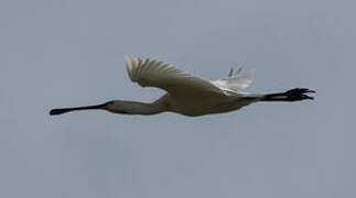 Eurasian Spoonbill