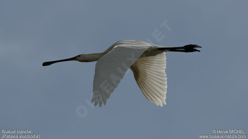 Eurasian Spoonbill