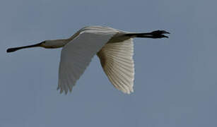 Eurasian Spoonbill