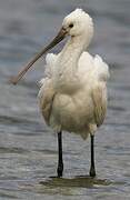 Eurasian Spoonbill