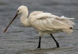 Eurasian Spoonbill