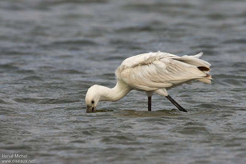 Eurasian Spoonbillimmature, fishing/hunting, Behaviour