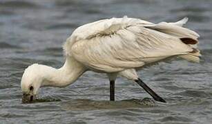 Eurasian Spoonbill