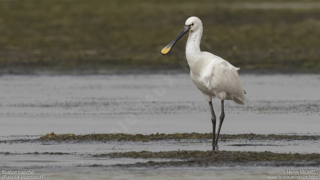 Eurasian Spoonbillsubadult