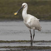 Eurasian Spoonbill