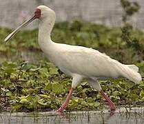 African Spoonbill