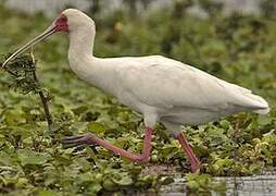 African Spoonbill