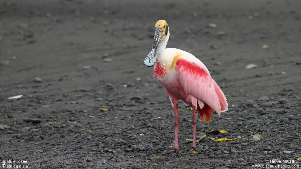 Roseate Spoonbilladult breeding