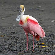 Roseate Spoonbill