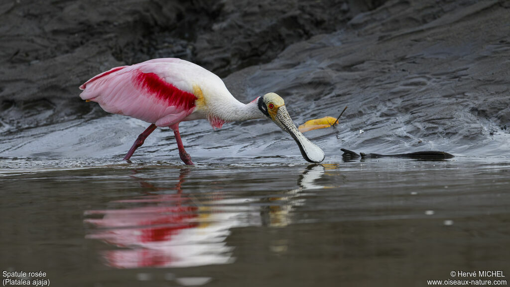 Roseate Spoonbilladult breeding