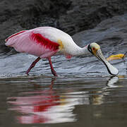 Roseate Spoonbill