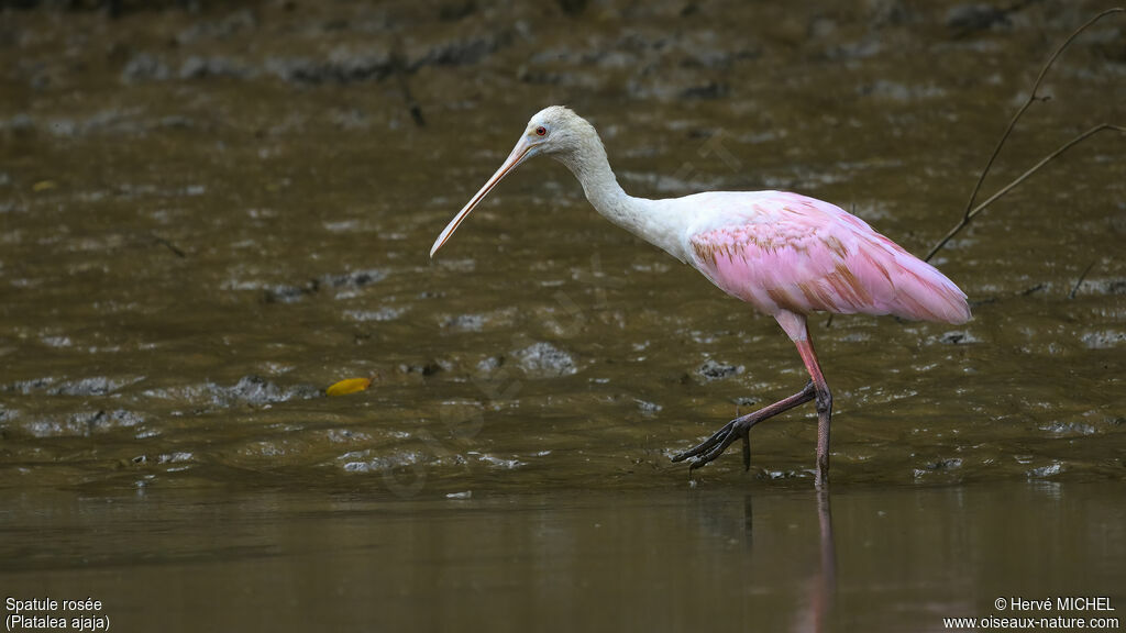 Roseate Spoonbillimmature