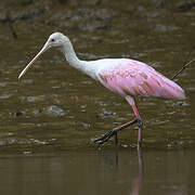 Roseate Spoonbill