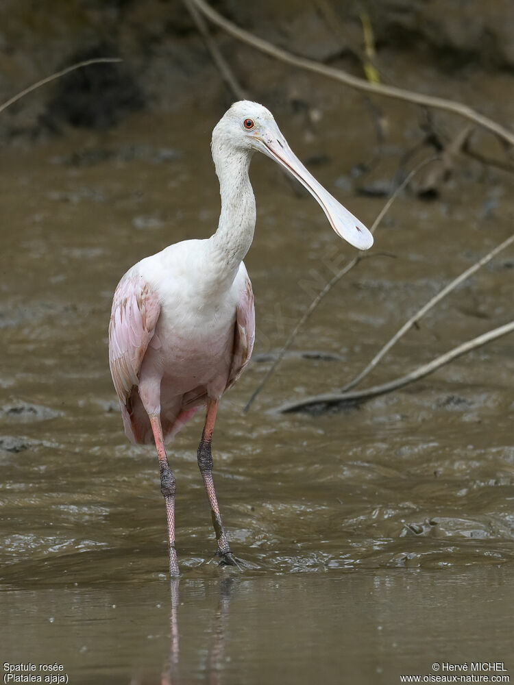 Roseate Spoonbillimmature