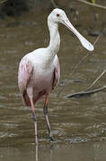 Roseate Spoonbill