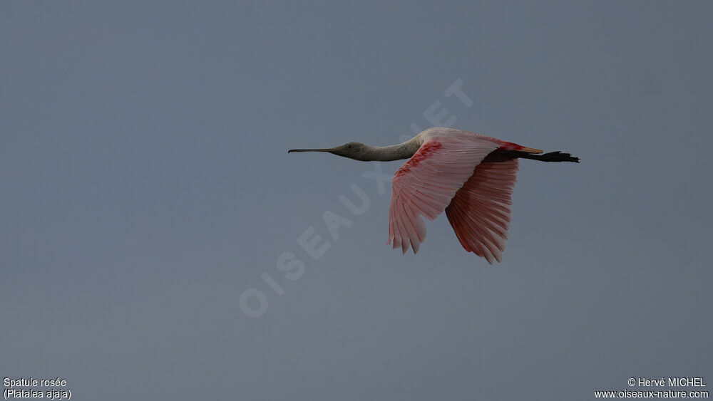 Roseate Spoonbillsubadult