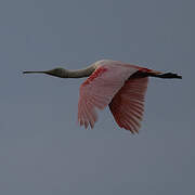 Roseate Spoonbill