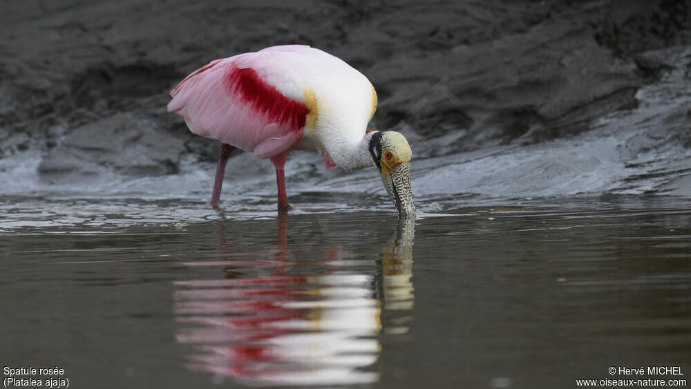 Roseate Spoonbilladult breeding