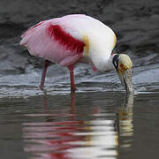 Roseate Spoonbill