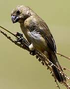 Wing-barred Seedeater