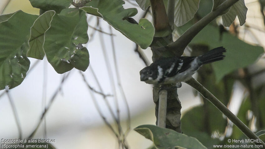 Wing-barred Seedeater male