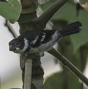 Wing-barred Seedeater