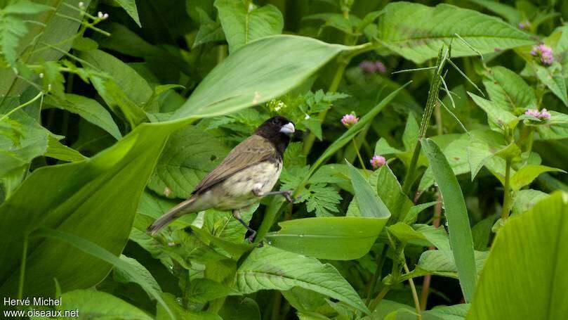 Yellow-bellied Seedeater male adult, habitat