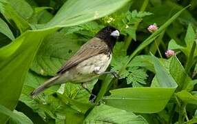 Yellow-bellied Seedeater