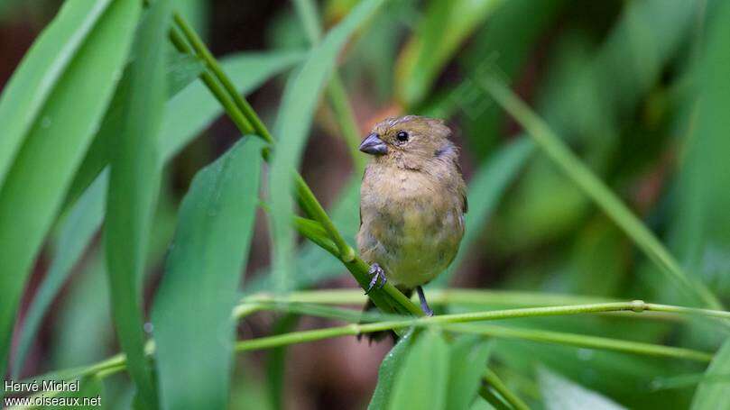 Sporophile à ventre jaune femelle, identification