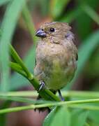 Yellow-bellied Seedeater