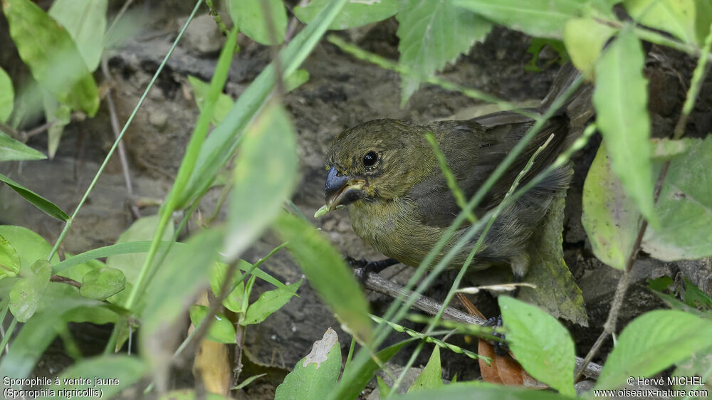 Yellow-bellied Seedeater