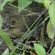 Yellow-bellied Seedeater