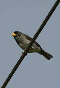 Slate-colored Seedeater