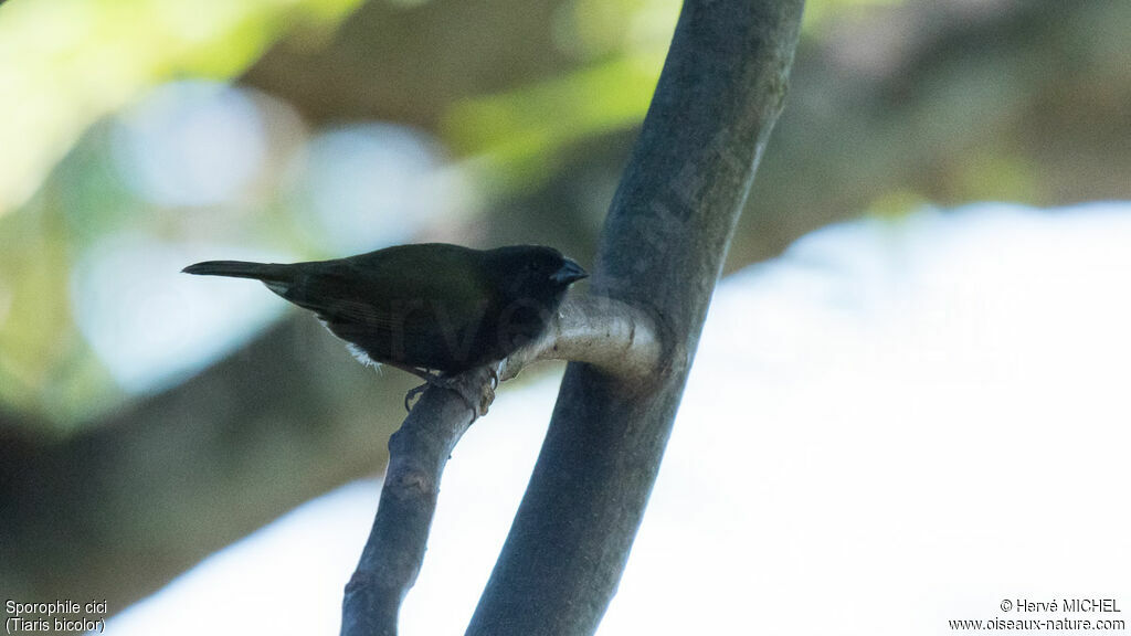 Black-faced Grassquit male