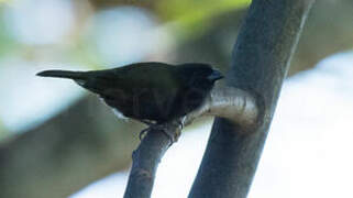 Black-faced Grassquit