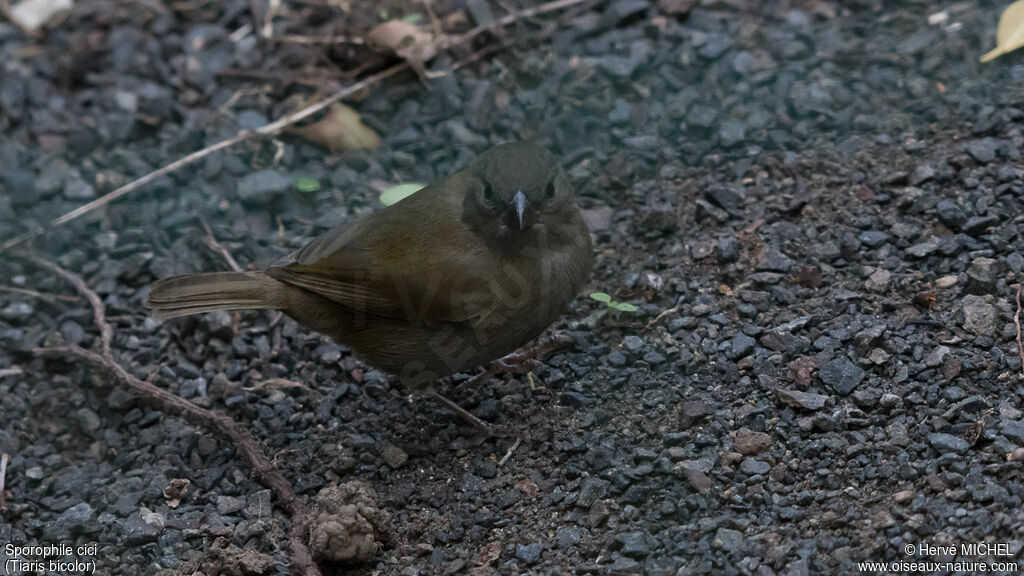 Black-faced Grassquit female