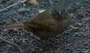 Black-faced Grassquit