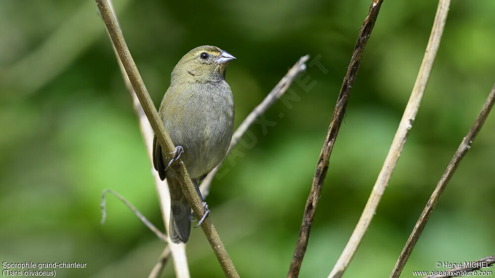 Yellow-faced Grassquit female immature