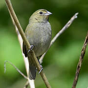 Yellow-faced Grassquit