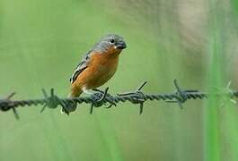 Ruddy-breasted Seedeater