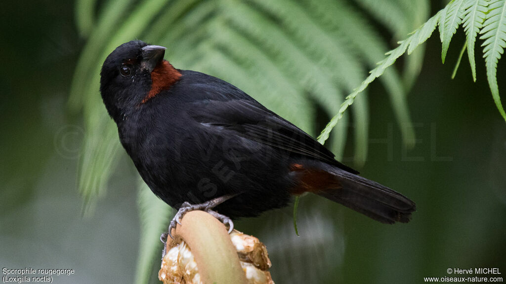 Lesser Antillean Bullfinch male adult