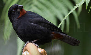 Lesser Antillean Bullfinch