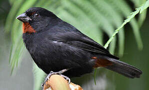 Lesser Antillean Bullfinch