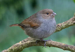 Lesser Antillean Bullfinch