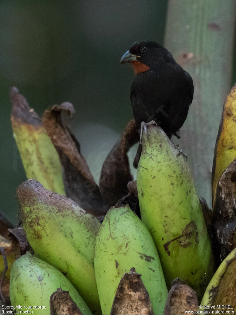 Lesser Antillean Bullfinch male adult