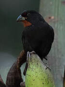 Lesser Antillean Bullfinch