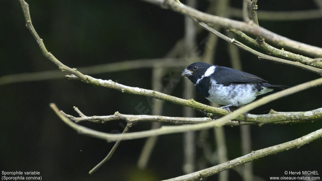 Variable Seedeater male adult