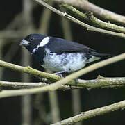 Variable Seedeater