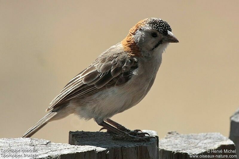 Speckle-fronted Weaveradult