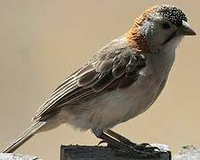 Speckle-fronted Weaver